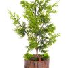 Christmas Table Top Trees * | Allstate 16 Green Artificial Cedar Topiary Christmas Table Top Decoration